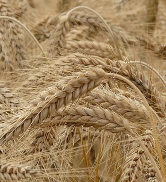 RIZKIN ARTMASI VE BORÇTAN KURTULMAK İÇİN OKUNACAK DUALAR